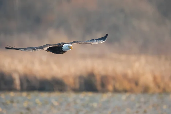 Bild Flintskallig Örn Som Flyger Förbi Höstdag Vancouver Kanada — Stockfoto