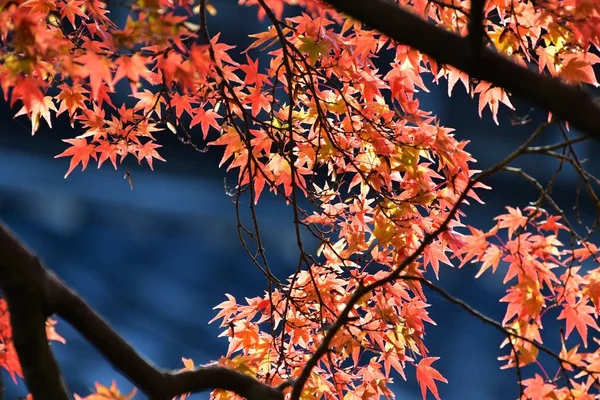 Picture Autumn Colourful Transparent Leaves Light Kyoto Japan — Stock Photo, Image