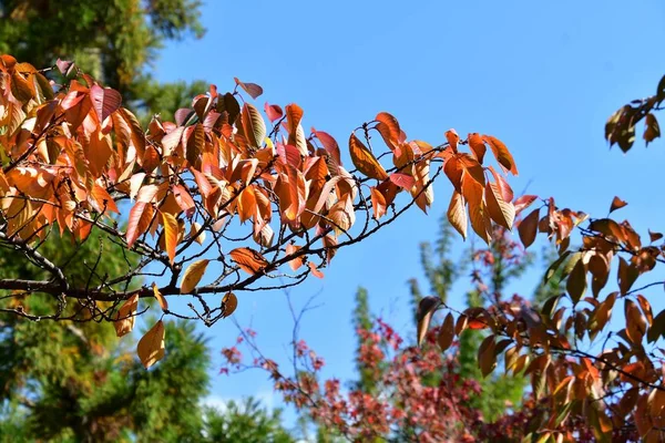 Lindas Cores Outono Folhas Bordo Japonesas Quioto Japão — Fotografia de Stock