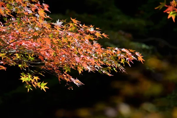 Ein Bild Der Herbstlichen Farbenfrohen Transparenten Blätter Gegen Das Licht — Stockfoto