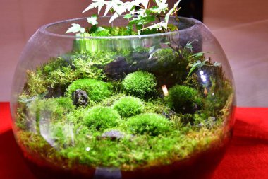 A temple themed moss terrarium.      Ohara  Kyoto clipart