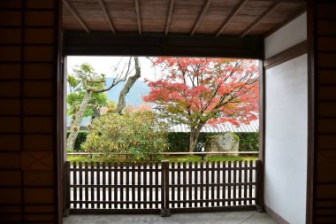 Japon akçaağaç yapraklarının güzel sonbahar renkleri. Kyoto Japonya