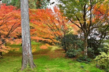 Japon akçaağaç yapraklarının sonbahar renkleri bahçede. Kyoto Japonya