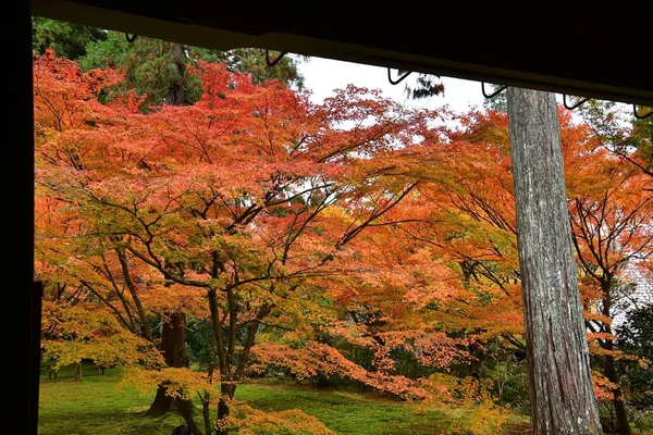 Herbstliche Farben Japanischer Ahornblätter Garten Kyoto Japan — Stockfoto