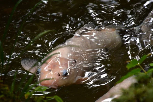 Koi Carp Anima Laghetto Stile Giapponese Ohara Kyoto — Foto Stock