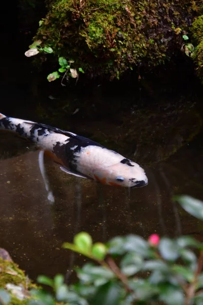 鯉鯉が日本風の池を盛り上げます 大原京都 — ストック写真