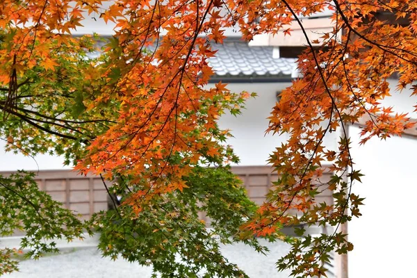 Beautiful Autumn Colors Japanese Maple Leaves Kyoto Japan — ストック写真