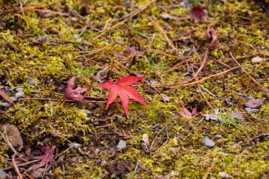 Yosun kaplı zeminde kırmızı bir akçaağaç yaprağı. Ohara Kyoto