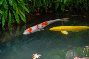 Koi Carp liven up a Japanese-style pond.        Higashiyama  Kyoto  clipart