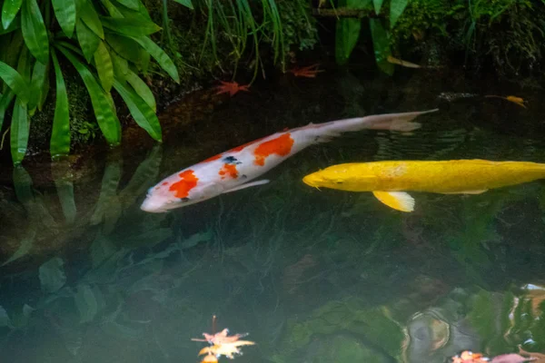 Koi Carp Menghidupkan Kolam Gaya Jepang Higashiyama Kyoto — Stok Foto