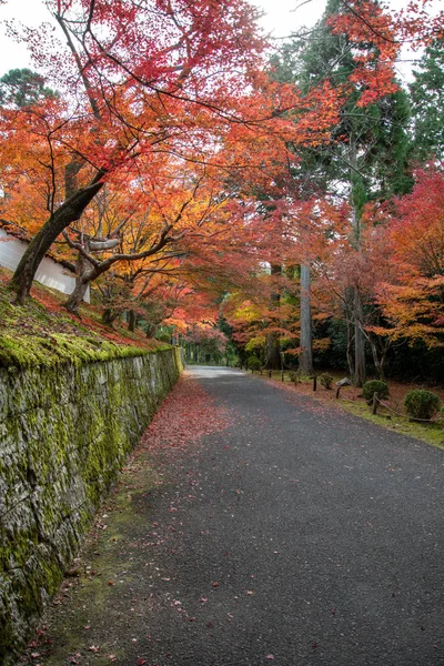 美しい赤や金 オレンジの葉が参道を彩ります — ストック写真