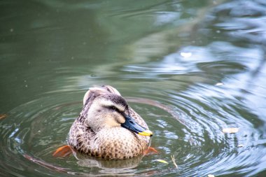 Gölde yüzen benekli bir ördeğin yakın çekimi. Nara.