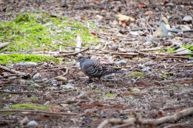 Sülün güvercinin yere tünediği bir resim. Nara.