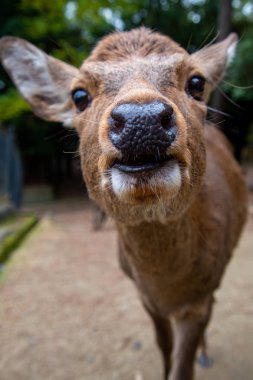 Dişi bir geyiğin burnuna yakın çekim. Nara Japonya