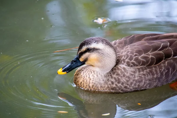 Eine Nahaufnahme Einer Teich Schwimmenden Fleckenente Nara — Stockfoto