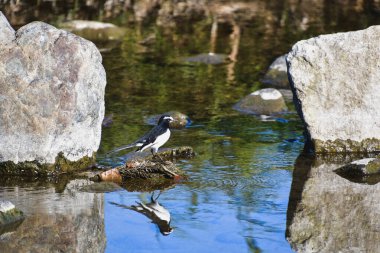 Büyük Wagtailin 'in sığ bir resmi. Kyoto Japonya