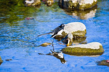 Büyük Wagtailin 'in sığ bir resmi. Kyoto Japonya
