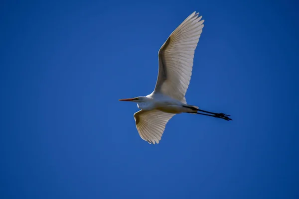 Closeup View Intermediate Egret Flying Againstthe Sky Kyoto — Stock Photo, Image