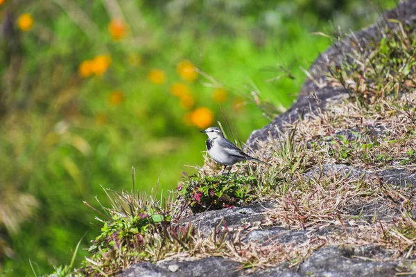 View White Wagtail Perched Ground Kyoto Japan — ストック写真