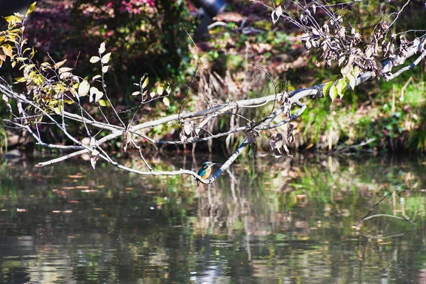 Une Photo Martin Pêcheur Perché Sur Branche Kyoto Japon — Photo