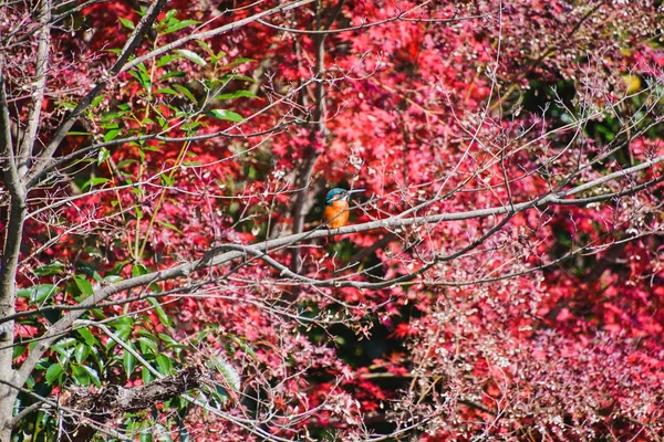 Picture Kingfisher Perching Branch Kyoto Japan — Stock Photo, Image