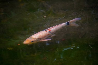 Koi Carp Japon tarzı bir göleti canlandırdı. Higashiyama Kyoto 