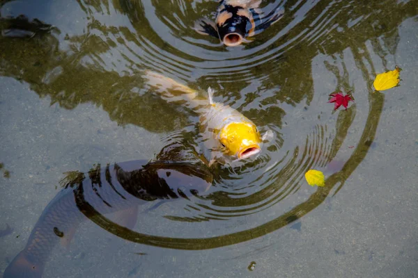 鯉鯉が日本風の池を盛り上げます 東山京都 — ストック写真