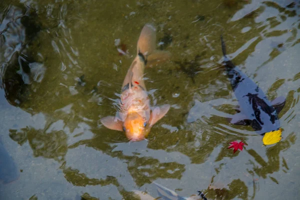 鯉鯉が日本風の池を盛り上げます 東山京都 — ストック写真