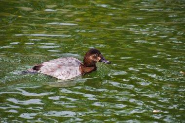 Nehirde yüzen dişi bir Halka Boyun manzarası. Kyoto Japonya