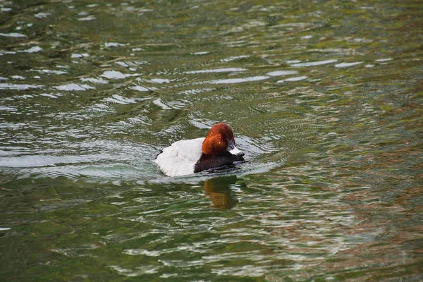 Veduta Una Rossa Maschio Che Nuota Nel Fiume Kyoto Giappone — Foto Stock
