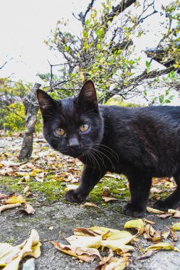 Kameraya bakan meraklı siyah bir kedi. Kyoto