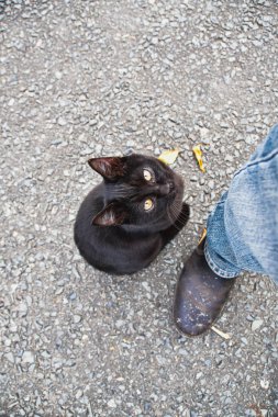 Siyah bir kedi bir insana yukarıdan bakıyor. Kyoto