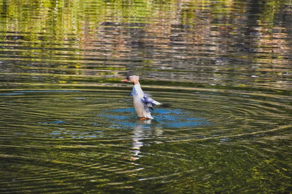 Common Merganser Spreading Its Wings Kyoto Japan — Stock Photo, Image