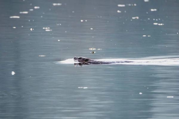 Uma Foto Castor Nadando Junto Lago Vancouver Canadá — Fotografia de Stock