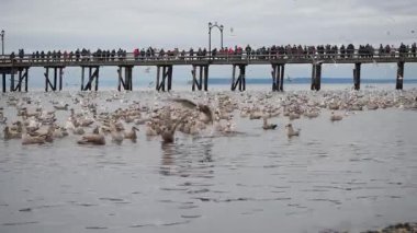 Martılar ançüezle ziyafet çekiyor. Ak Kaya Kanadası 28 Kasım 2019
