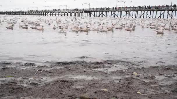 Gaivotas Mergulhando Água Para Pegar Peixe White Rock Canadá Novembro — Vídeo de Stock