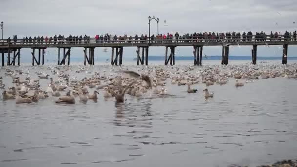 Seagulls Feasting Anchovies White Rock Canada November 28Th 2019 — Stock Video