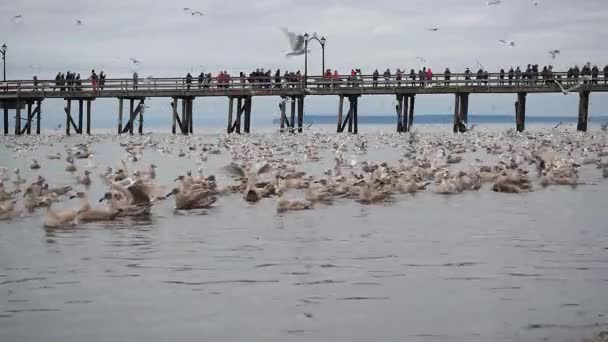 Crowd People White Rock Looking Natural Phenomena Thousands Dead Anchovies — Stock Video