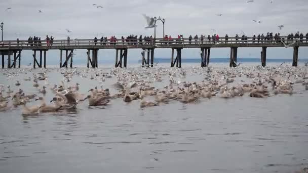 Tömeg Emberek White Rock Nézi Természeti Jelenségek Ezer Halott Szardella — Stock videók