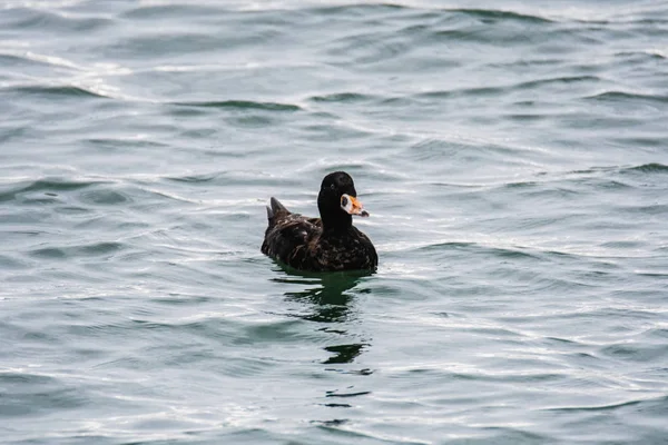 A view of a immature male Surf Scoter swimming  in the sea.White Rock    BC Canada