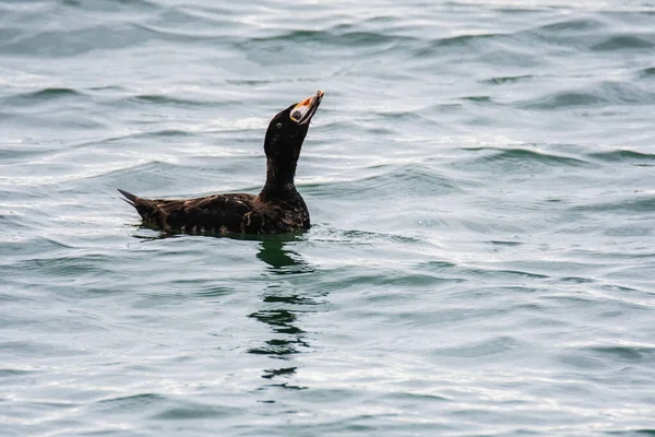 A view of a immature male Surf Scoter swimming  in the sea.White Rock    BC Canada