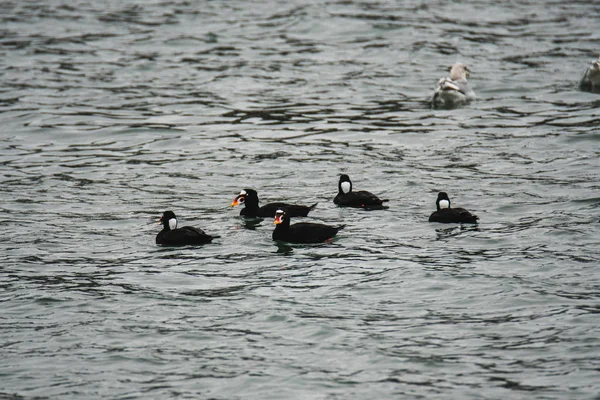 A flock of Surf Scoter swimming  in the sea.White Rock    BC Canada