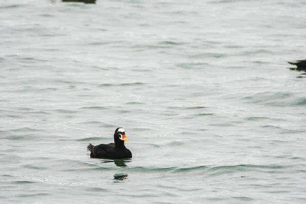 A view of a male Surf Scoter swimming  in the sea.White Rock    BC Canada