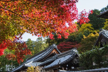 Tenju-an tapınağı güzel sonbahar yapraklarıyla süslenmiş. Kyoto