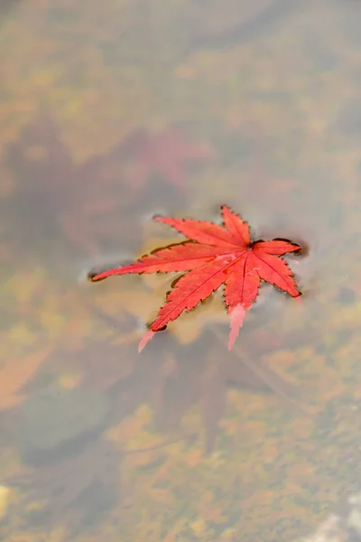 Ein Rotes Ahornblatt Das Auf Wasser Schwimmt Kyoto — Stockfoto