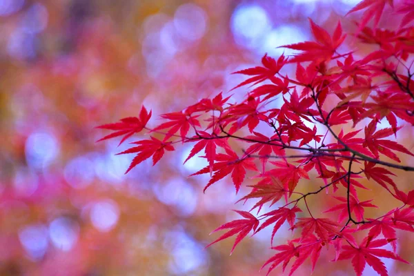 Picture Japanese Maple Leaves Dyed Beautiful Autumn Red Color Kyoto — Stock Photo, Image