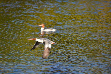 Havada uçan alelade bir merganser manzarası. Kyoto