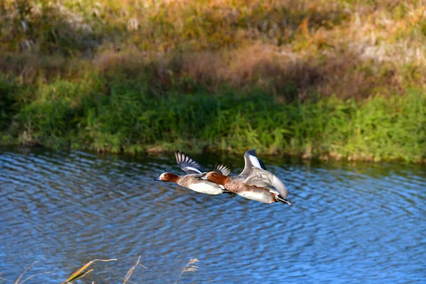 View Eurasian Wigeon Flying Air Kyoto — Stock Photo, Image