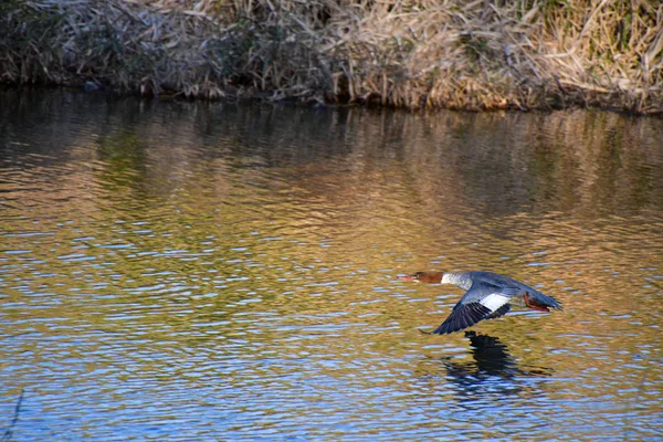 Ein Blick Auf Gemeinsame Merganser Die Der Luft Fliegen Kyoto — Stockfoto