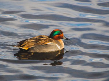 Gölde yüzen yeşil kanatlı erkek deniz mavisi manzarası. Vancouver Bc Kanada